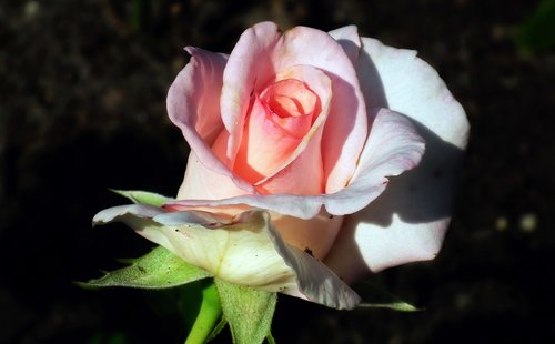 flower  rose  rose garden