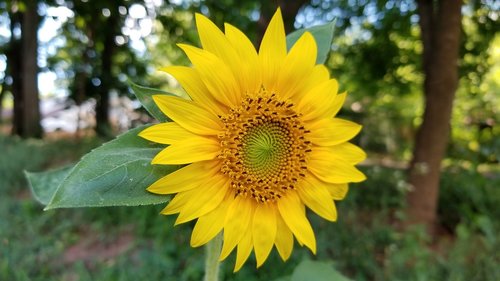 flower  sunflower  green