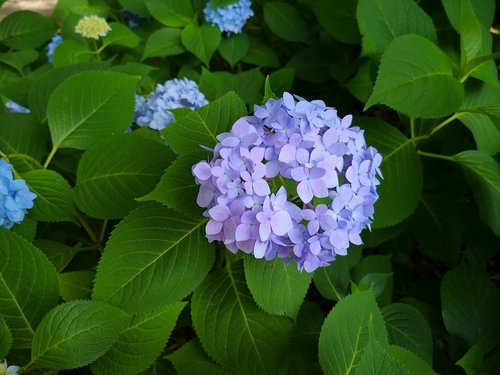 flower  plant  natural