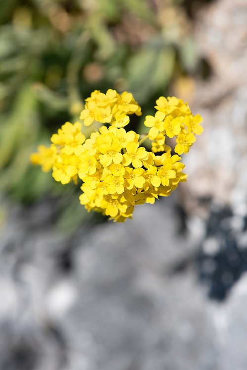 flower  yellow  yellow flower