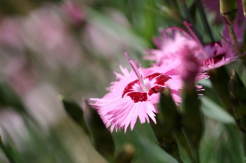 flower  garden  pink