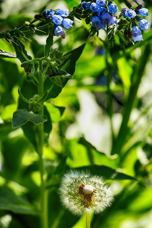 flower  nature  dandelion