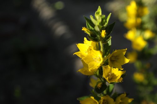 flower  garden  nature