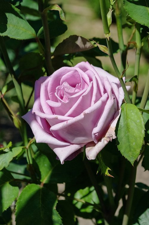 flower  rose  garden