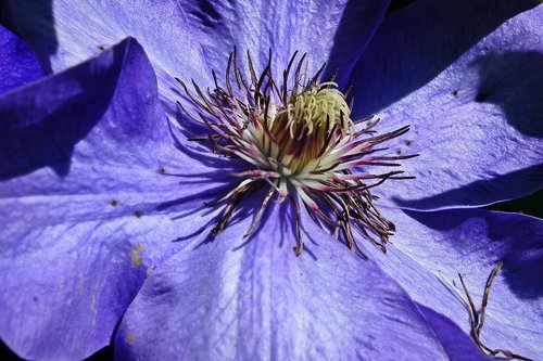 flower  clematis  blue