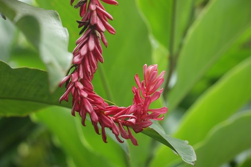 flower  nature  bloom