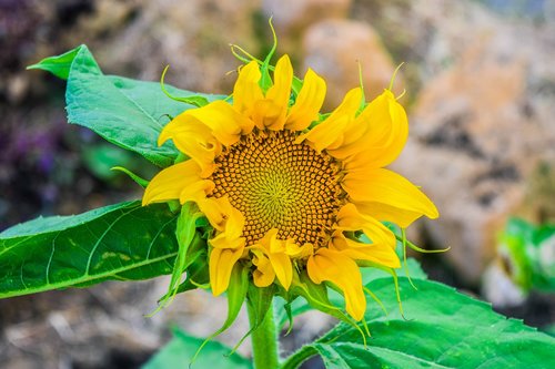 flower  sunflower  sunflowers