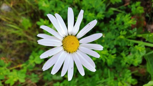 flower  garden  white