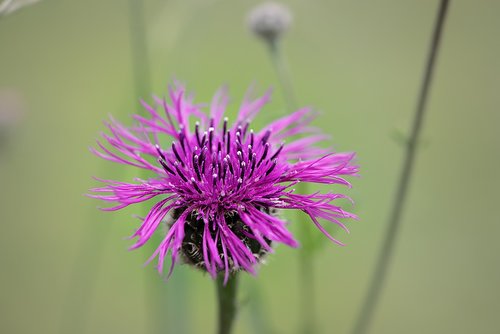 flower  marsh knapweed  knapweed