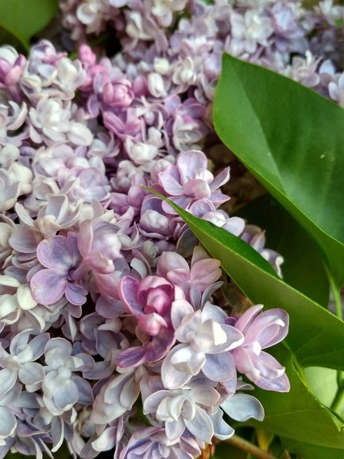 flower  lilac  small flower