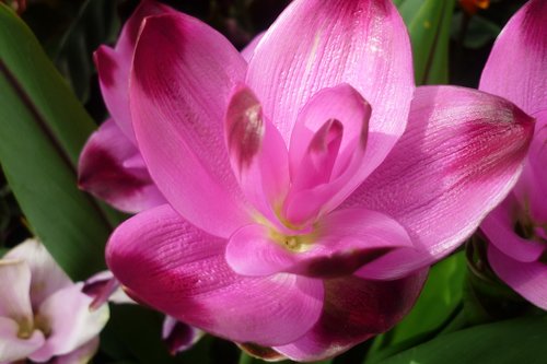 flower  bromeliad  blossom