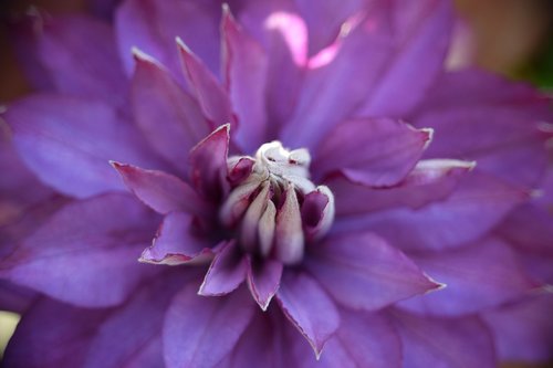 flower  clematis  purple