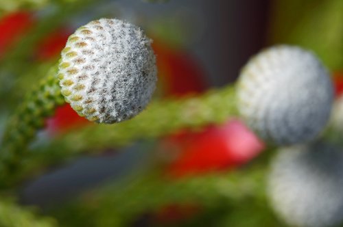 flower  christmas  decoration