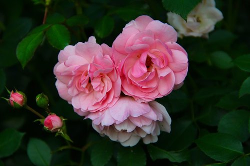 flower  rose  plant