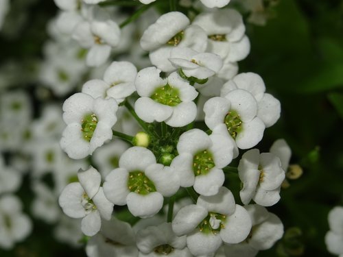 flower  white  small