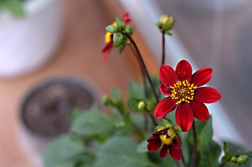 flower  letnička  kvetinka