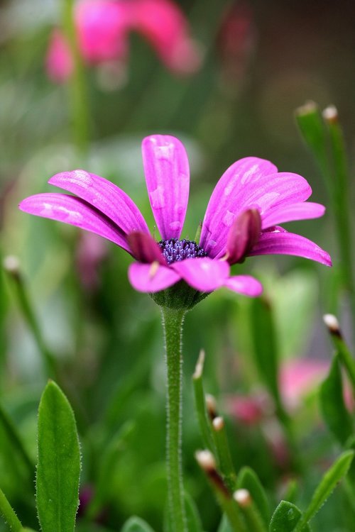 flower  garden  nature