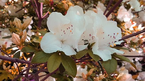 flower  white  nature