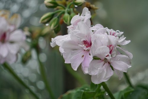 flower  garden  geranium