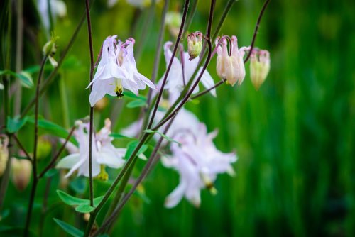 flower  flora  blossom