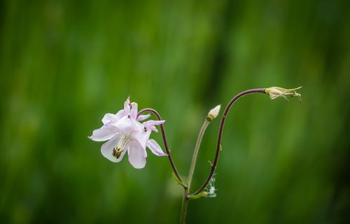 flower  flora  blossom