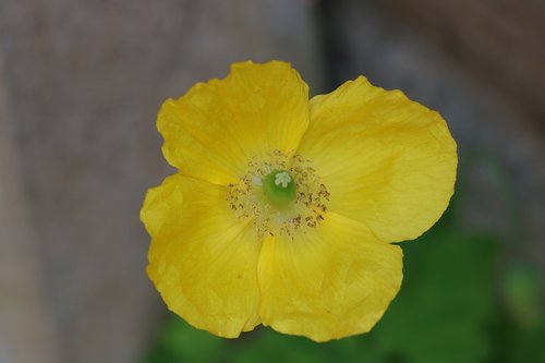 flower  poppy  yellow