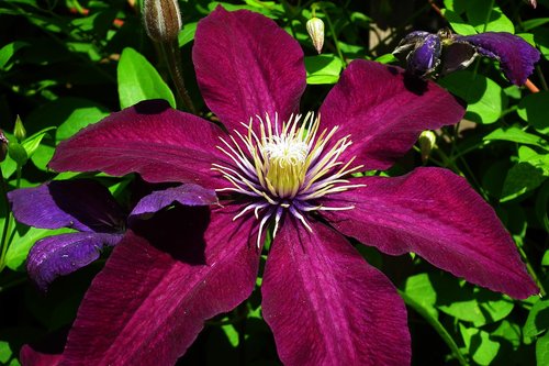 flower  clematis  closeup