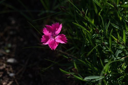flower  pink  pink flower