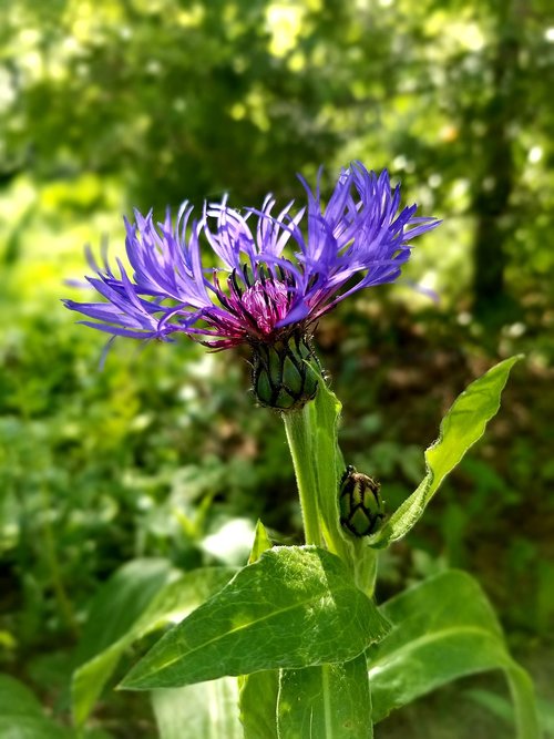 flower  purple  close up