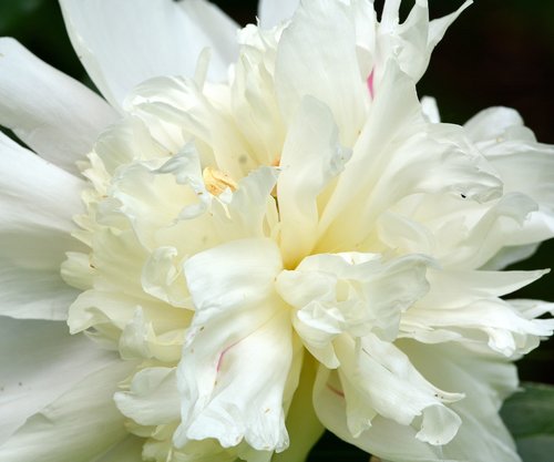 flower  peony  nature