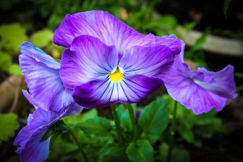 flower  garden  purple