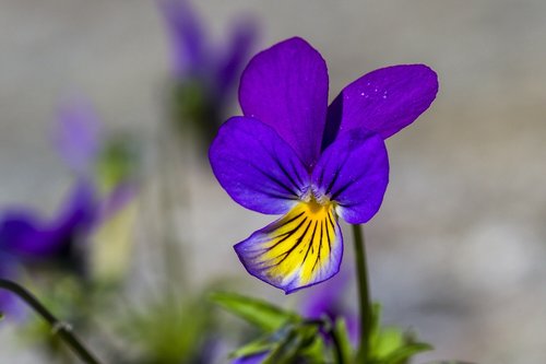 flower  pansy  macro