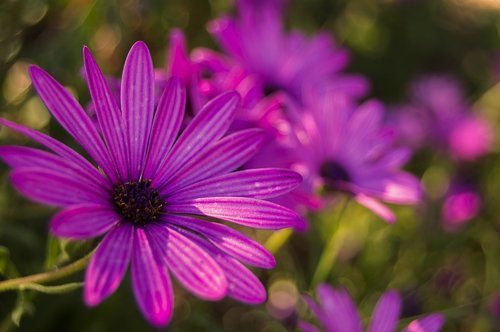 flower  daisy  purple daisy