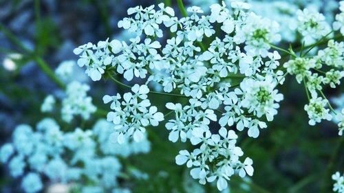 flower  nature  tree