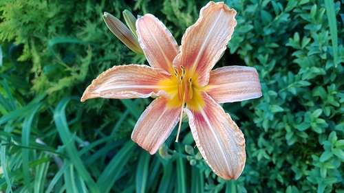 flower  garden  nature