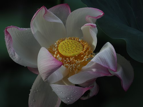 flower  lotus flowers  white
