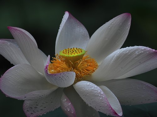 flower  lotus flowers  white