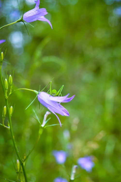 flower  summer  forest