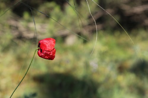 flower  plant  nature