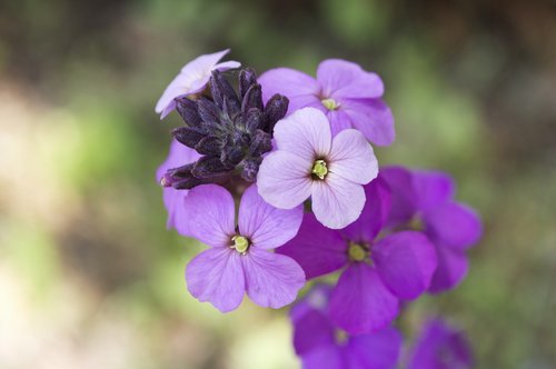 flower  wallflower  plant