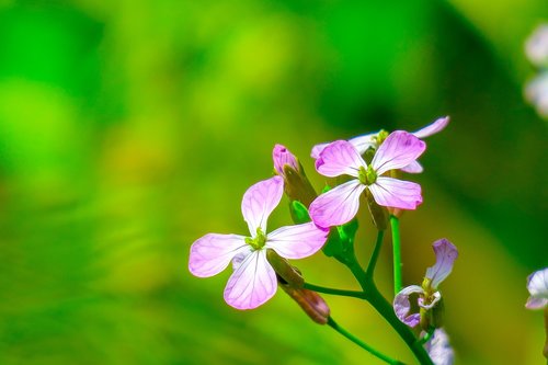 flower  xie  hua xie