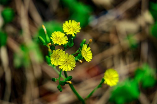 flower  xie  hua xie