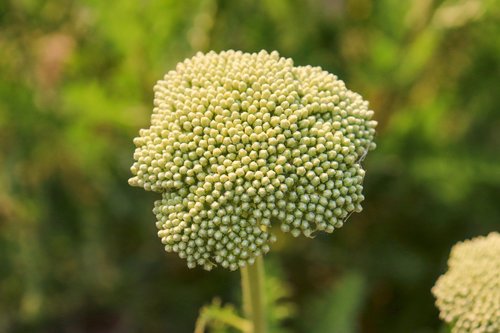 flower  buds  green