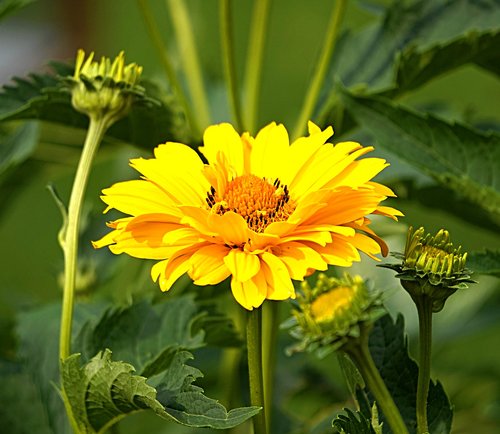 flower  garden  coneflower