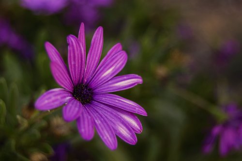 flower  daisy  purple daisy