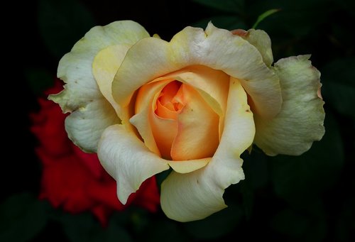 flower  rose  tea