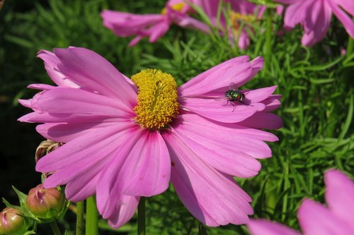 flower  malformed  pink flower
