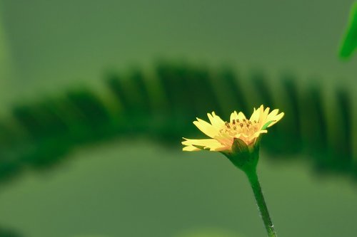 flower  plant  yellow flower