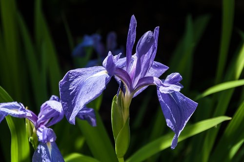 flower  nature  bloom