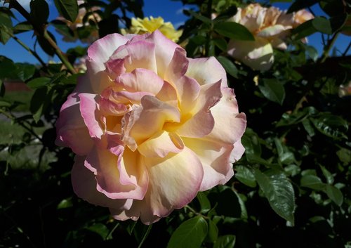 flower  rose  sheet